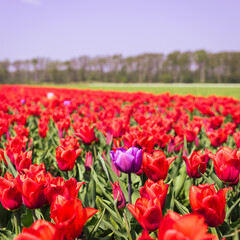 Tulpenfelder Holland