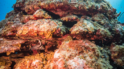Close up of Spotted Drum in coral reef of Caribbean Sea / Curacao