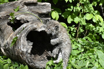 Bobcat kitten