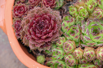 Beautiful houseleek plant closeup 
