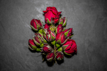 Red rose buds on a gray background, close up