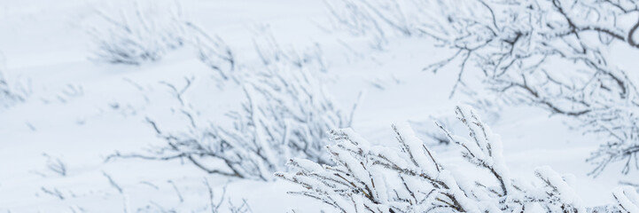 Plants in the tundra in the Arctic are covered with hoar frost. Snow and rime ice on the branches...