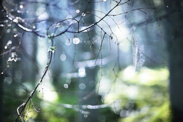 Spider web on the young green tree branch, close-up. Misty forest blurred in bokeh. Abstract pattern. Sun rays through the trees. Environmental conservation in Finland. Concept art, macro photography