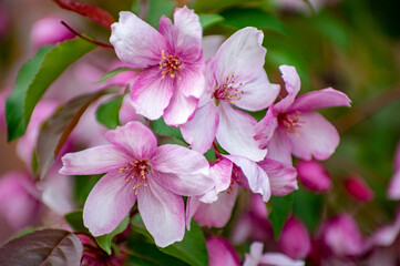 Fototapeta na wymiar Apple blossoms close up