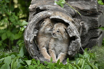 lynx kittens © Kory