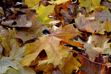 Yellow maple leaves on the ground. Magical October. Backround.
