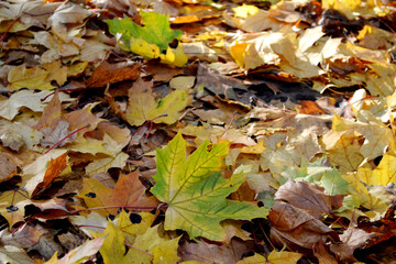 Yellow maple leaves on the ground. Magical October. Backround.