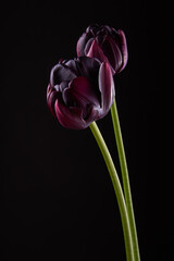 Pair dark purple tulips in backlight on a black background