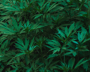 Closeup shot of wormwood bushes. Green leaves background