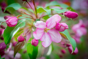 Apple blossoms close up