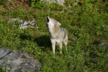 Fototapeta premium Howling coyote