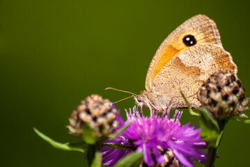 motyl pijący nektar z kwiatu © Robert Borek