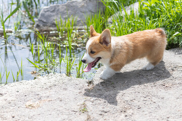 Playful Pembroke Welsh Corgi puppy walking with tongue hanging out near the pond at sunny day. Herding dog, pet background