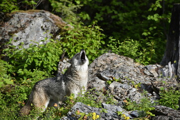 Naklejka premium Coyote howl