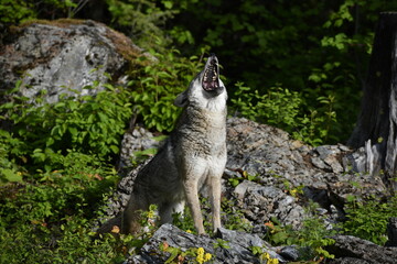 Coyote howl