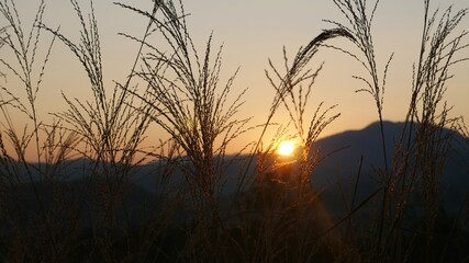 Fototapeta premium sunset in the grass