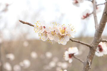 Closeup of apricot tree twig in blossom with white flowers on sky background in spring day
