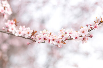 Apricot tree twig in blossom with pink flowers on sky background in spring day. Closeup, wallpaper idea concept
