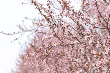 Apricot tree in blossom with pink flowers on sky background in spring day. Closeup