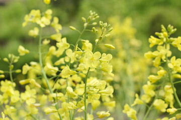 Natural yellow green background. Blooming yellow rape.