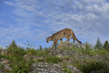 Mountain lion ridge walking