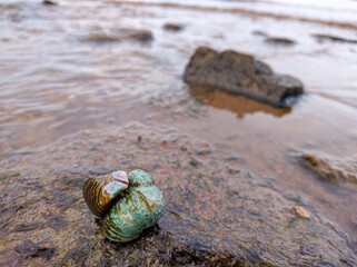 shell in the sand on the beach