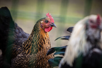 Ginger black hen behind the fence