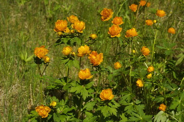 Купа́льница азиа́тская или огонёк азиа́тский