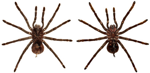 Still photo of topside & underside of the Bolivian Blue Leg tarantula, Pamphobeteus antinous