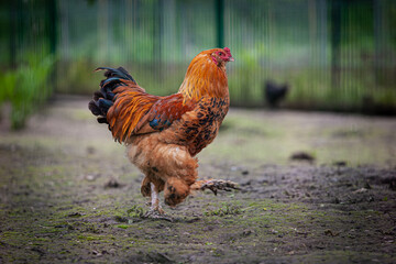Red rooster walking outside in summer.