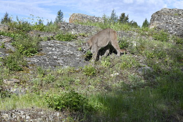 Mountain Lion on hill