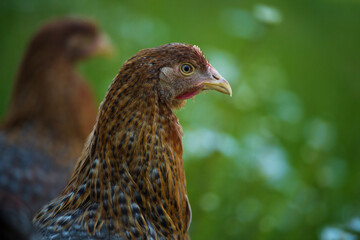 Bielefelder hen in nature background