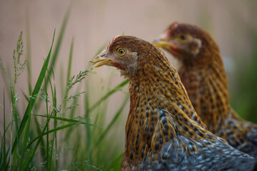 Bielefelder hen in nature background