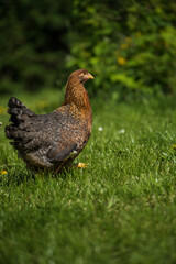 Bielefelder hen in nature background