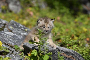 Lynx Kitten