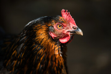 Adult hen on dark background