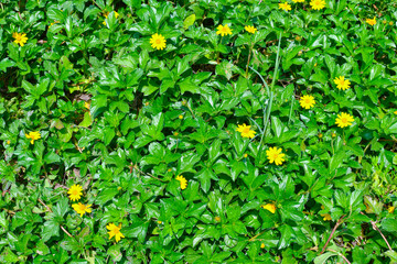 Green Leaves & Yellow Flower Pattern.