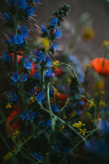 Bouquet of colorful wildflowers, closeup