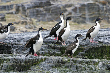 Group of Imperial Shag, Phalacrocorax atriceps