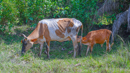 Indian Cow Feeding Her Calf In Grass Field.