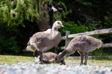 Baby Geese outdoors in the park. Taken in Bowen Island, British Columbia, Canada.