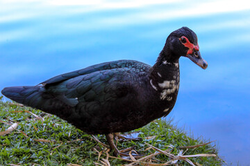 Fototapeta premium Pato