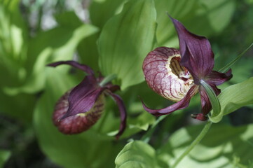 Вене́рин башмачо́к обыкнове́нный