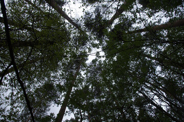 trees in the sky