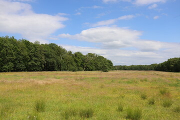 Meadow with wide view of a forest edge, photo made on a summer day.