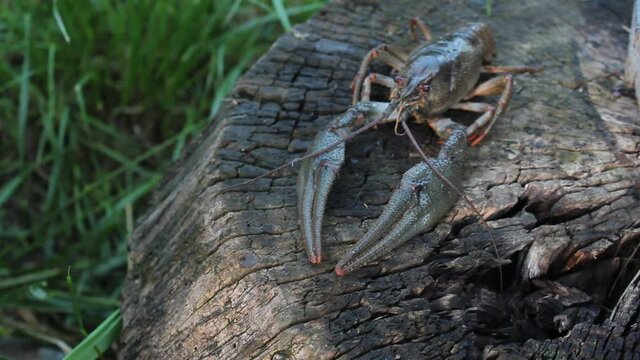The European crayfish (Astacus astacus), noble crayfish, or broad-fingered crayfish, is the most common species of crayfish in Europe, and a traditional food source