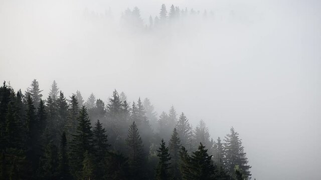 thick fog covered with thick coniferous forest