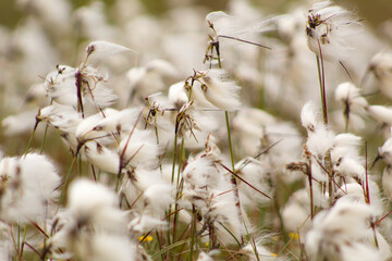 cotton grass in a field
