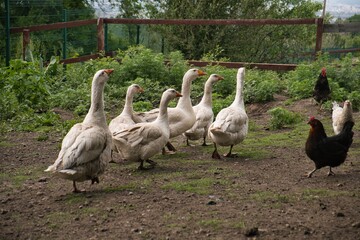 group of geese