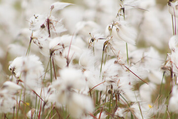 cotton grass